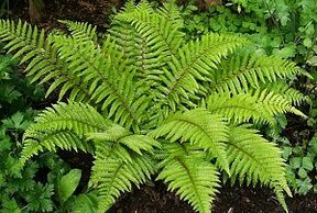 obklady na liečbu kŕčových žíl